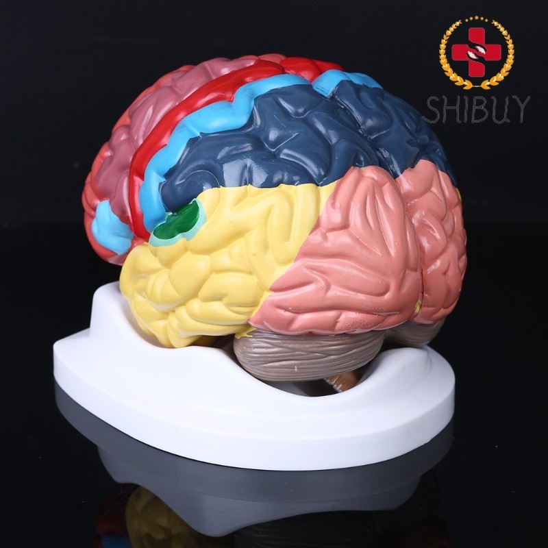 Life Size Human Brain Functional Area Model Anatomy for Model