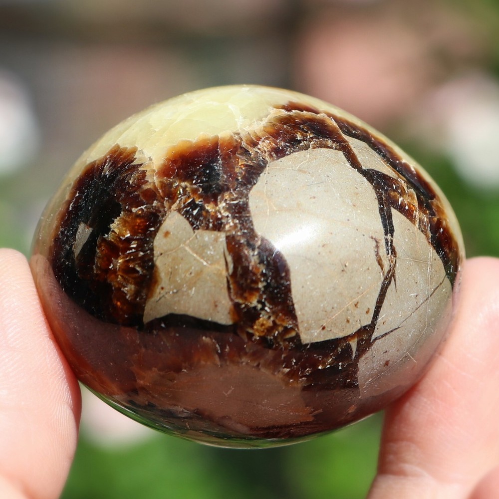 Polished Septarian Nodule (SEP43)