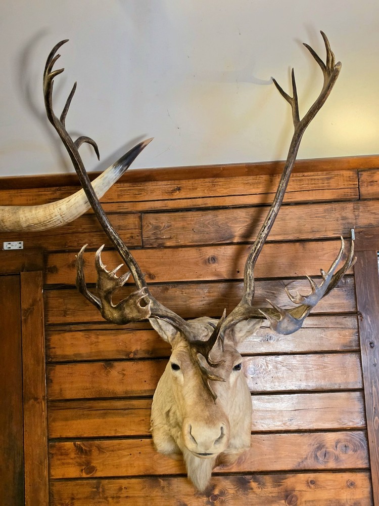 HUGE Alaskan Caribou Shoulder Mount