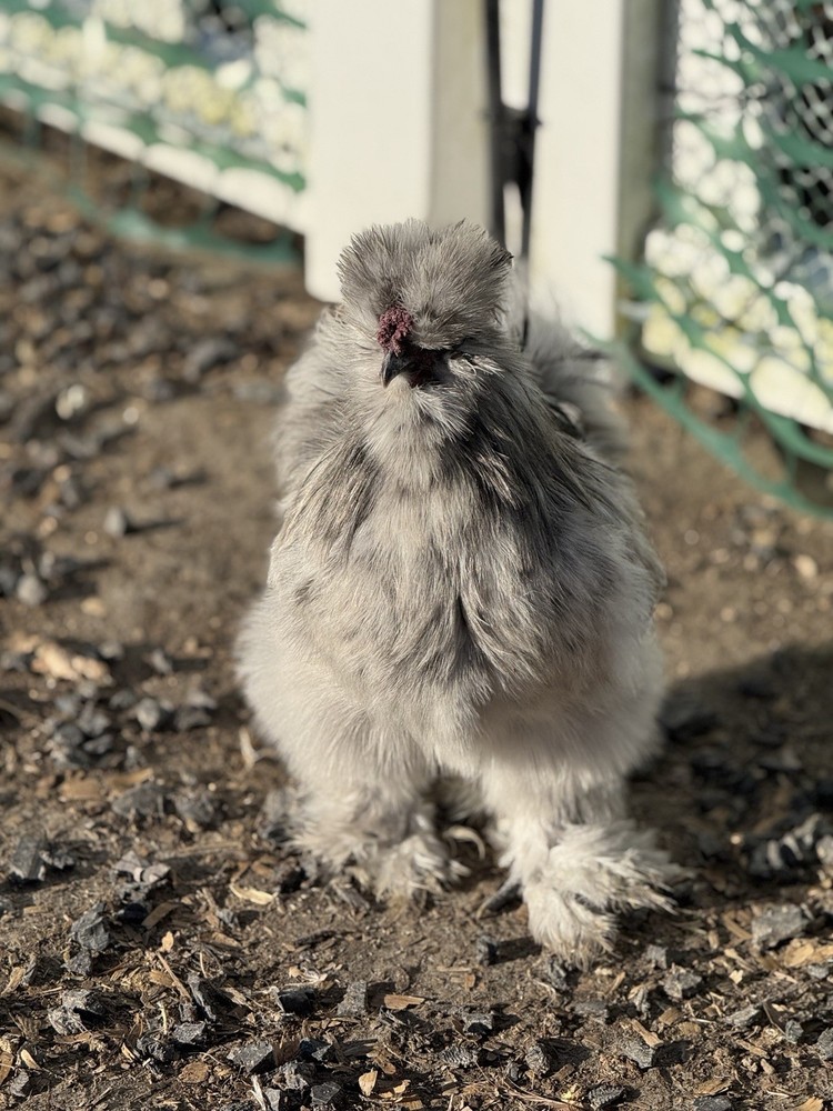 Silkie Chicken Hatching Eggs Assorted Colors