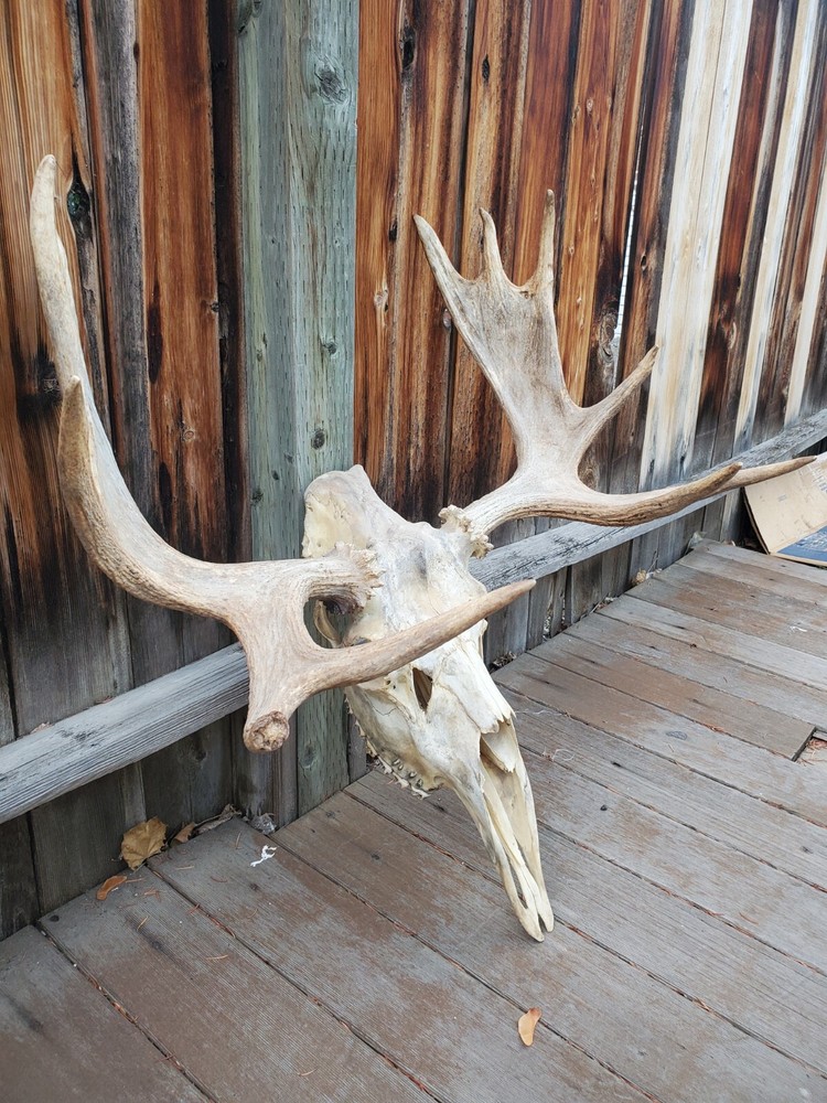 Shiras Moose European Mount