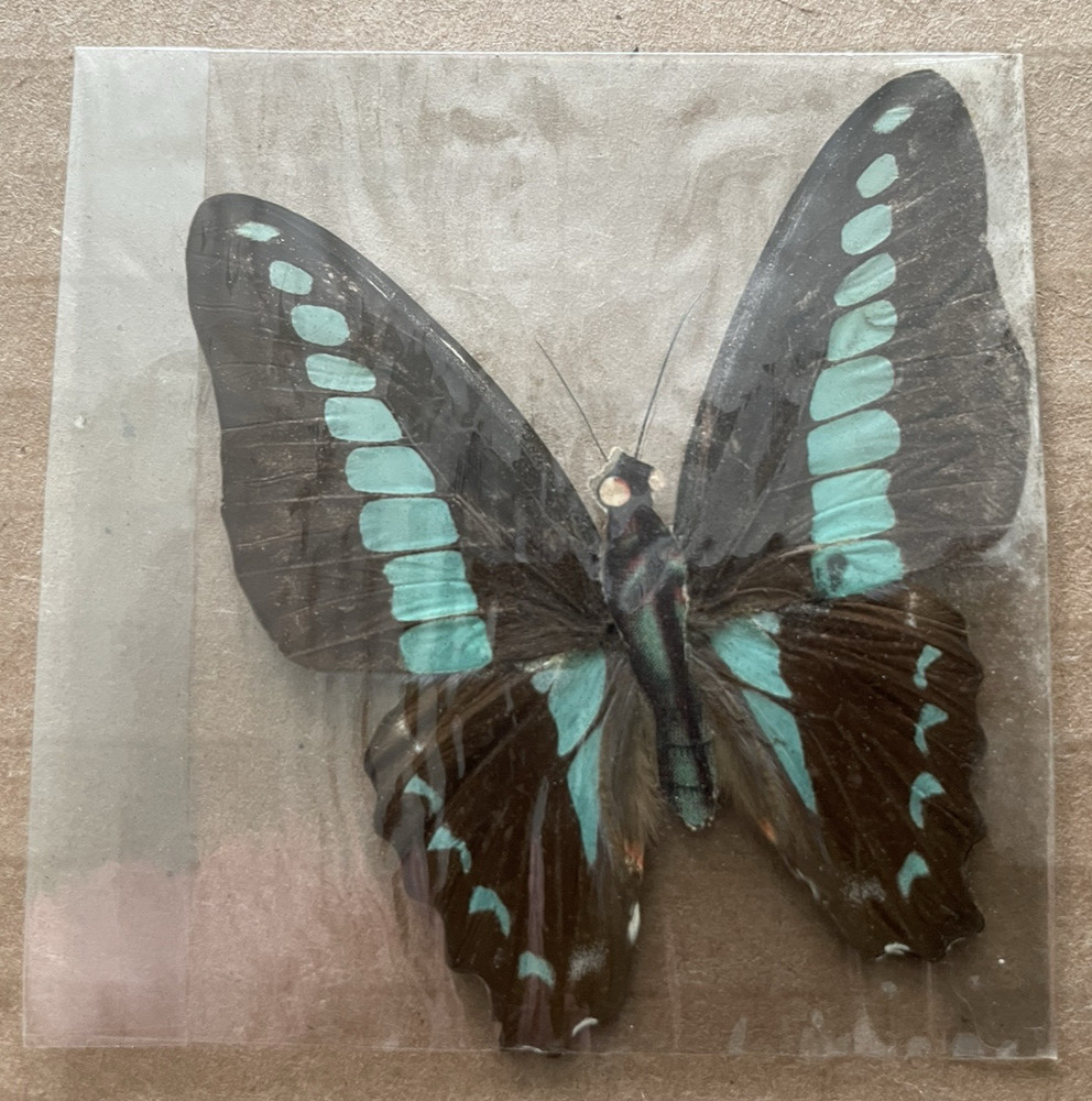 Vintage BUTTERFLY / MOTH Specimen REAL WINGS #3