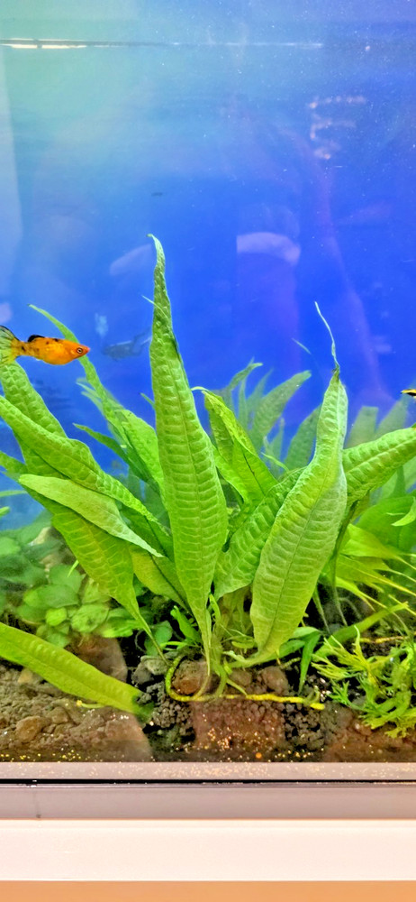 Java Fern Live Aquarium Plant