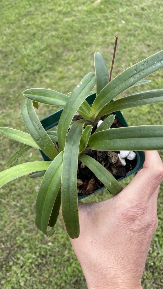 Paphiopedilum hermannii/ Multi Growth / bloom size #5