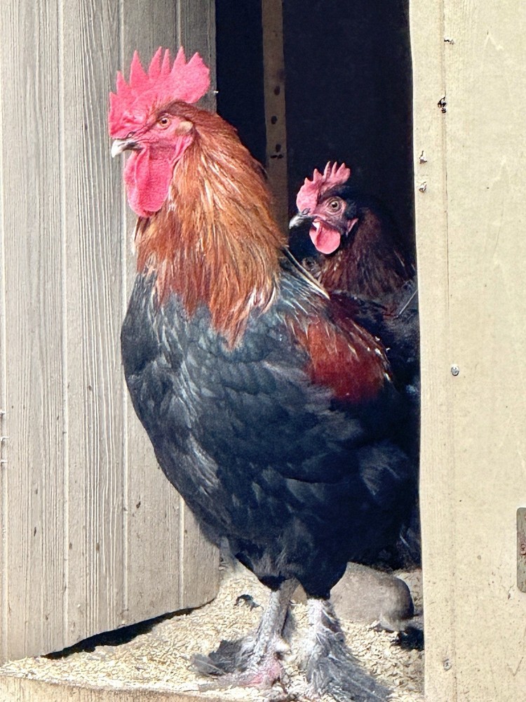 6 Black Copper Maran/ Maran Backcross Hatching Eggs Npip/AI