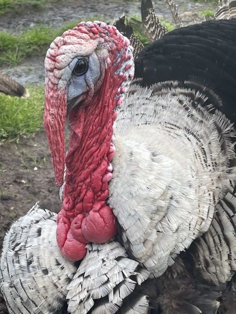 Four Heritage Turkey Hatching Eggs
