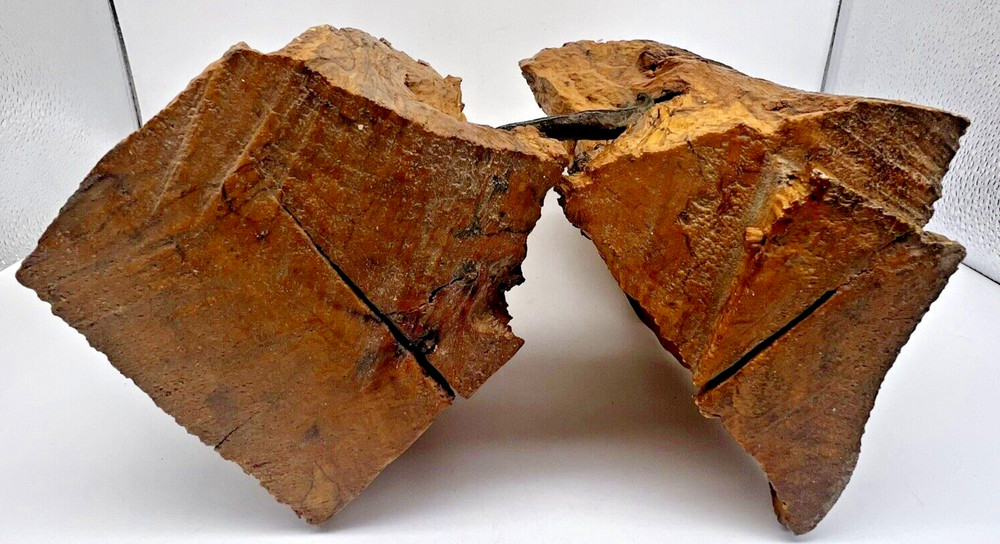 Old Horseshoe Embedded in a Tree 11" X 10" Primitive