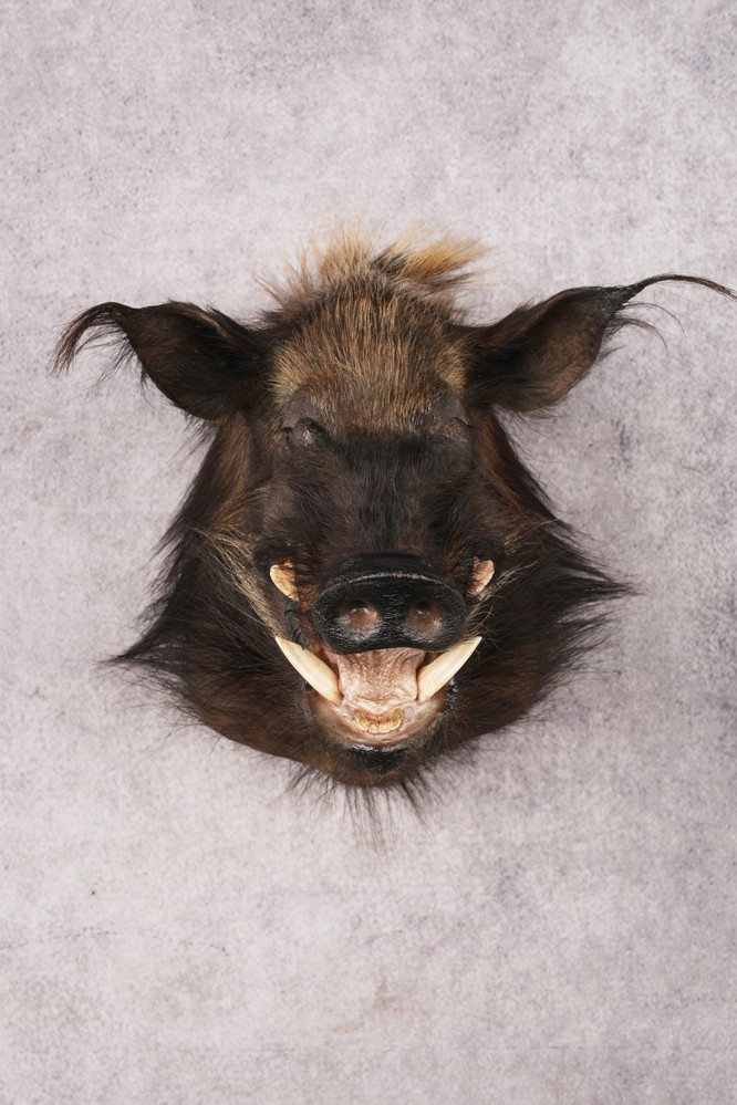 African Bush Pig SKU 3158