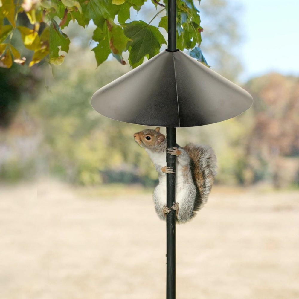 SQUIRREL18" WRAP (Pack of 1)