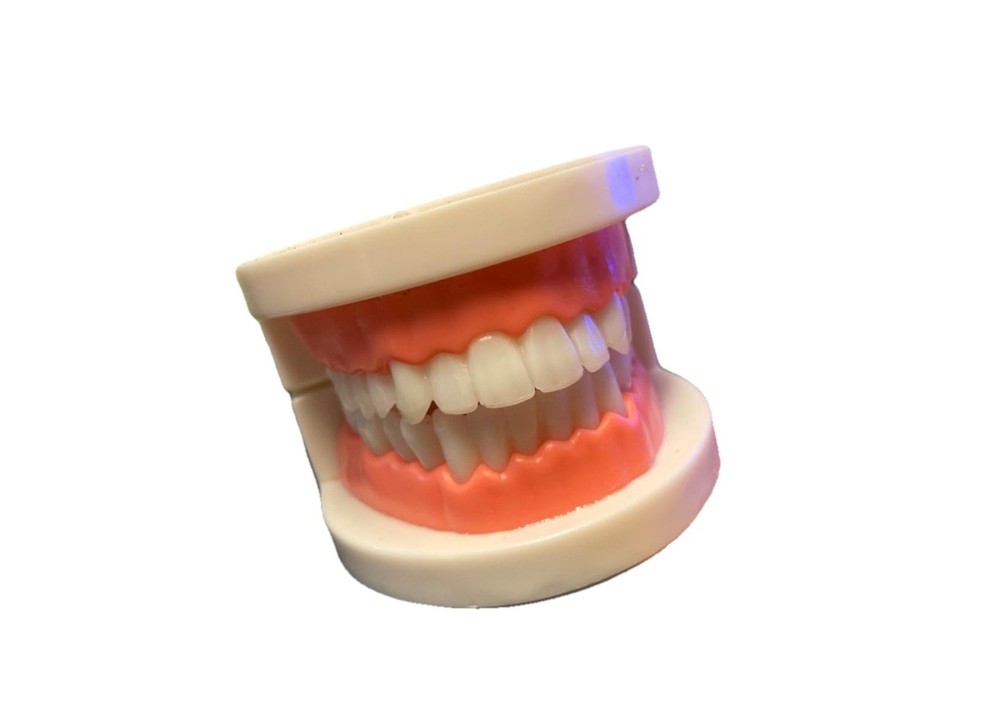 US Dental Standard Teeth Model For Brushing Flossing Kids Adults Practice Study