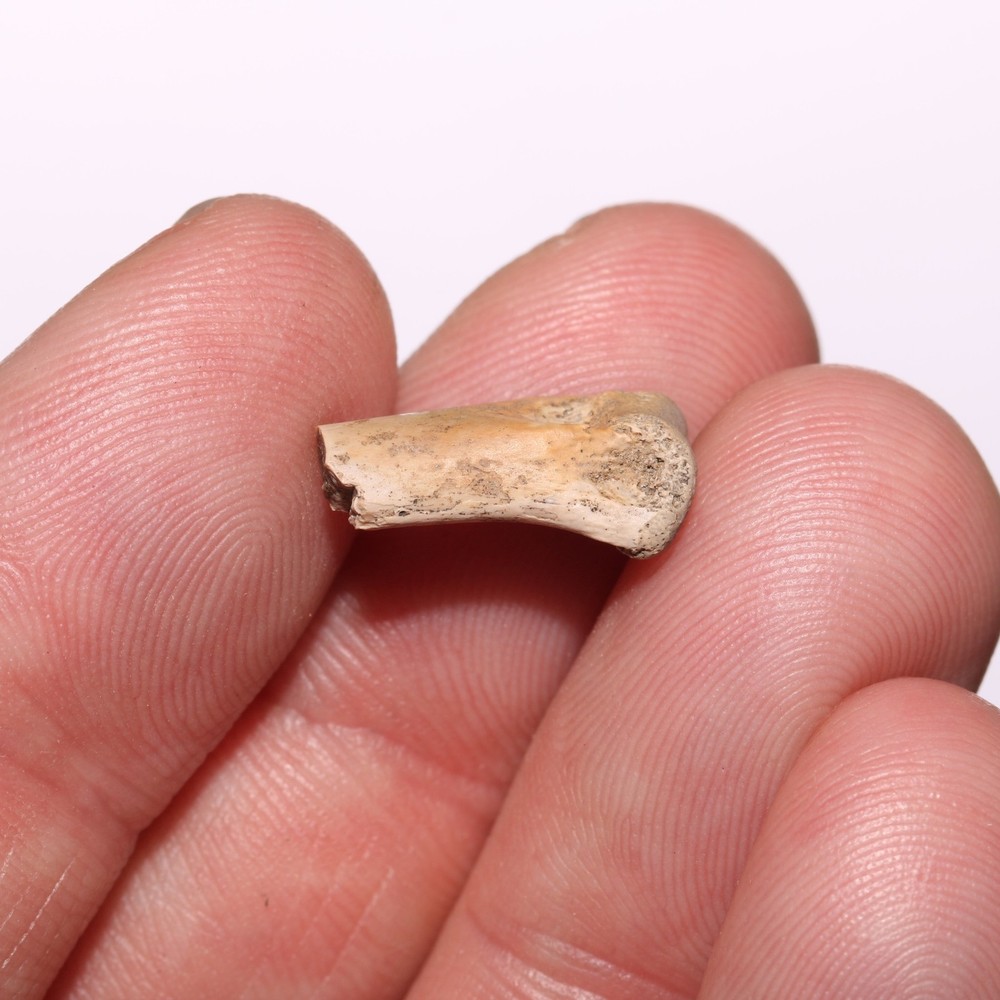 Raptor Bone Partial - Dinosaur Fossil - Cretaceous - Hell Creek Formation - Nice