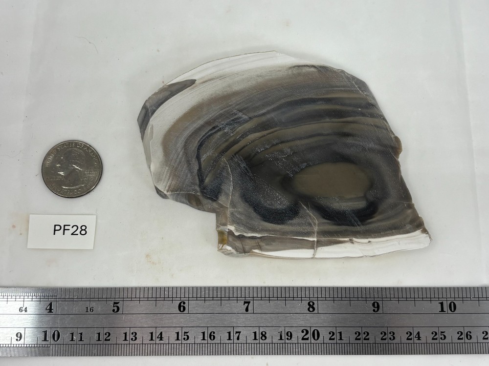 Polish Flint slab w Orbs Cabbing Lapidary Combo Ship Avail