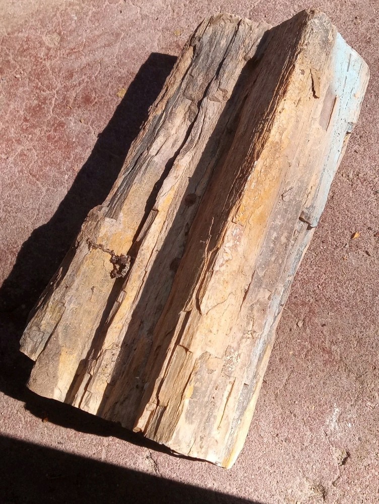 Petrified Wood Permineralized Rough 4 lbs+