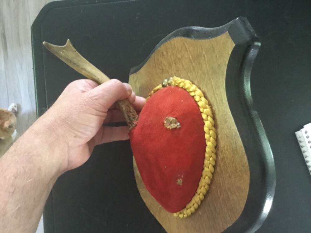 Mounted Single Deer Antlers #5