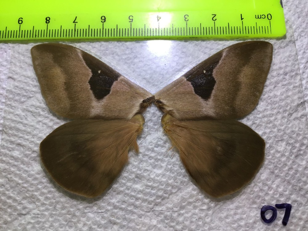 LPSA2  07  A+/ A   Dirphia   ? Saturniidae Moths