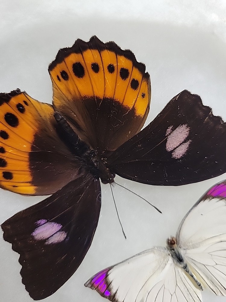 REAL BUTTERFLY COLLECTION MIXED Lot 5