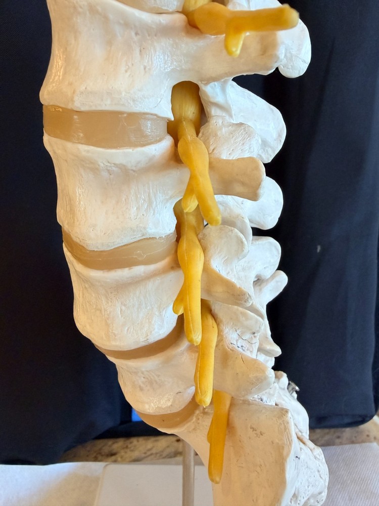 Lumbar Spine Model A74 - 3B Scientific