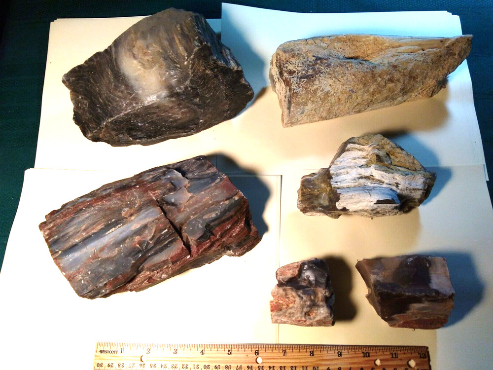 Opalized Oregon Petrified Wood Specimens- Over 17-1/2 lbs.