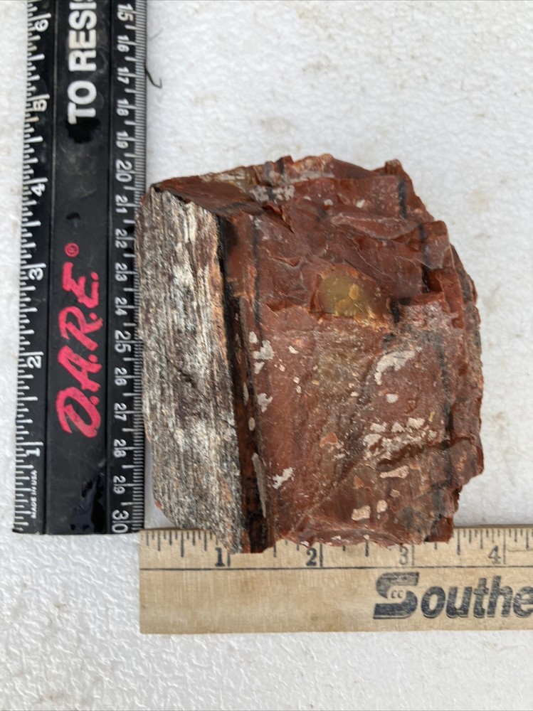 Arizona Petrified Wood