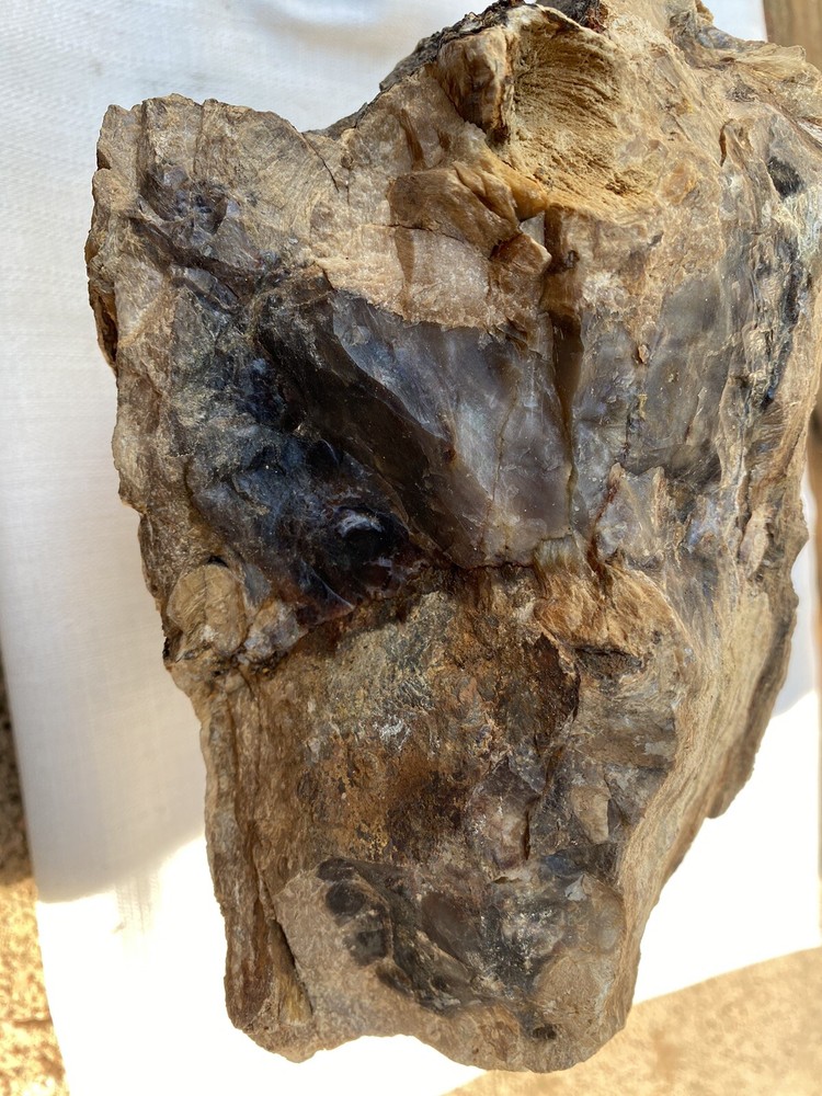 Fossilized And Opalized Fossils