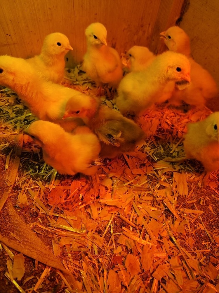 Brahma chicken hatching eggs (10 +2)