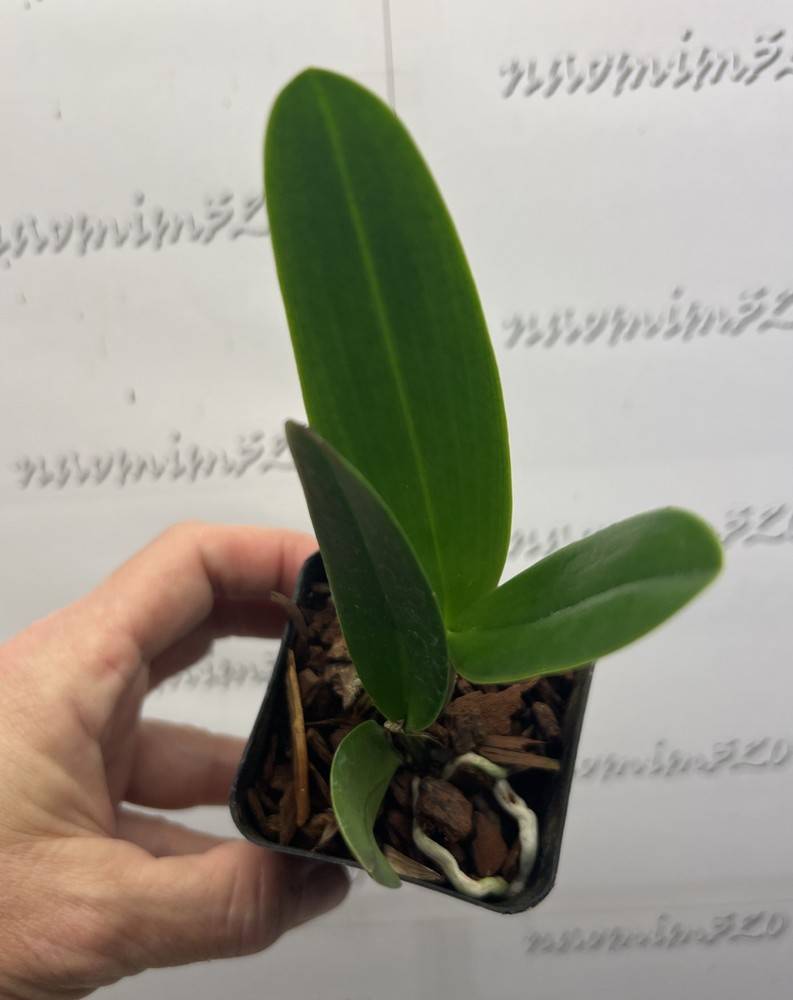 Blc. Hawaiian Passion ‘Carmela’ Fragrant