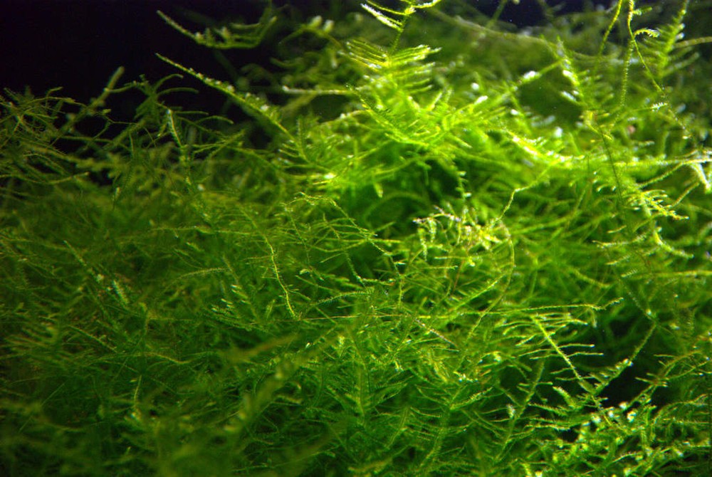 Java Moss Live Aquarium Moss Aquatic Plants Tropical Fish Tank