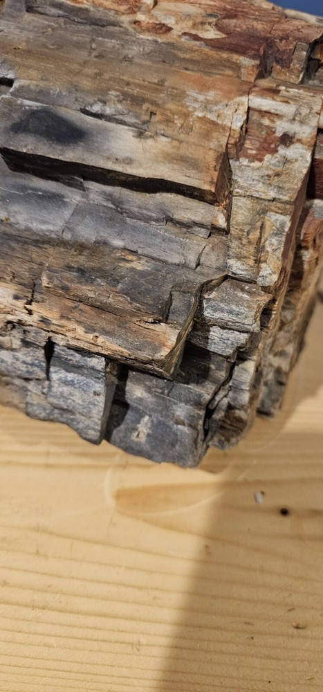 Petrified Wood Collection Display Piece Beautiful