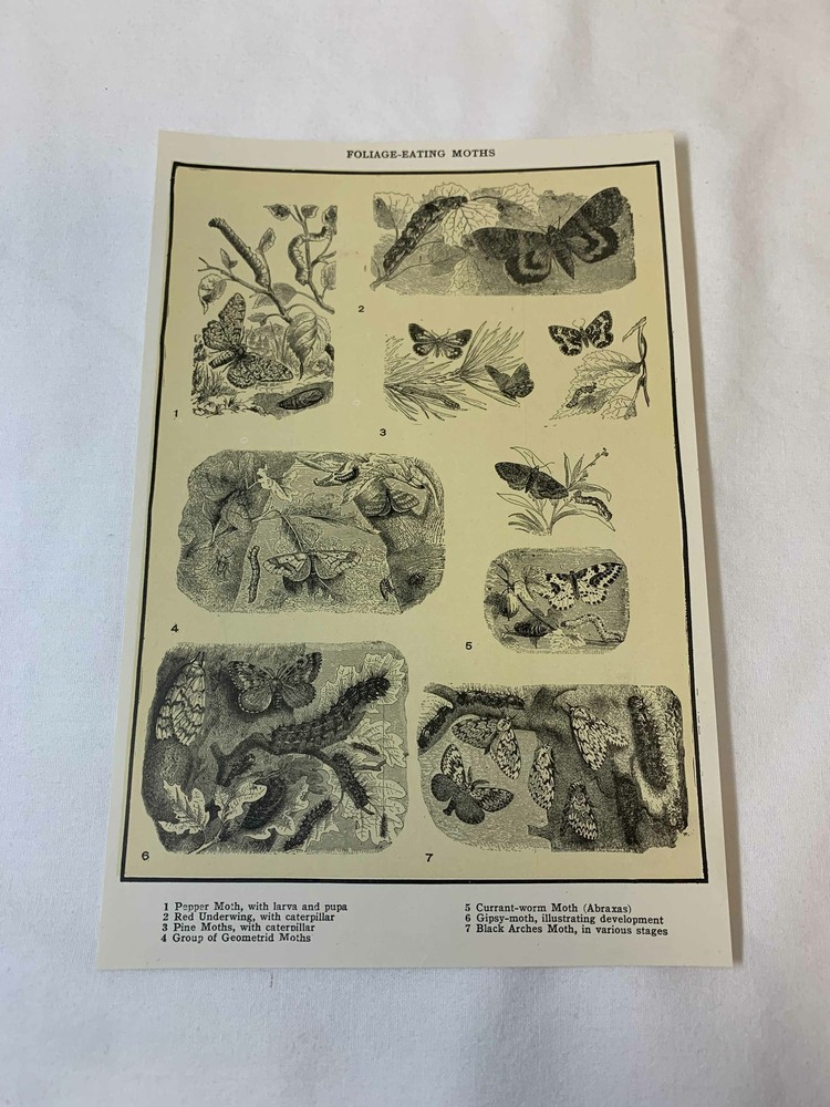 1923 book leaf print~ FOLIAGE EATING MOTHS