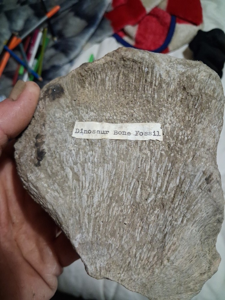 Fossil Bone Dinosaur