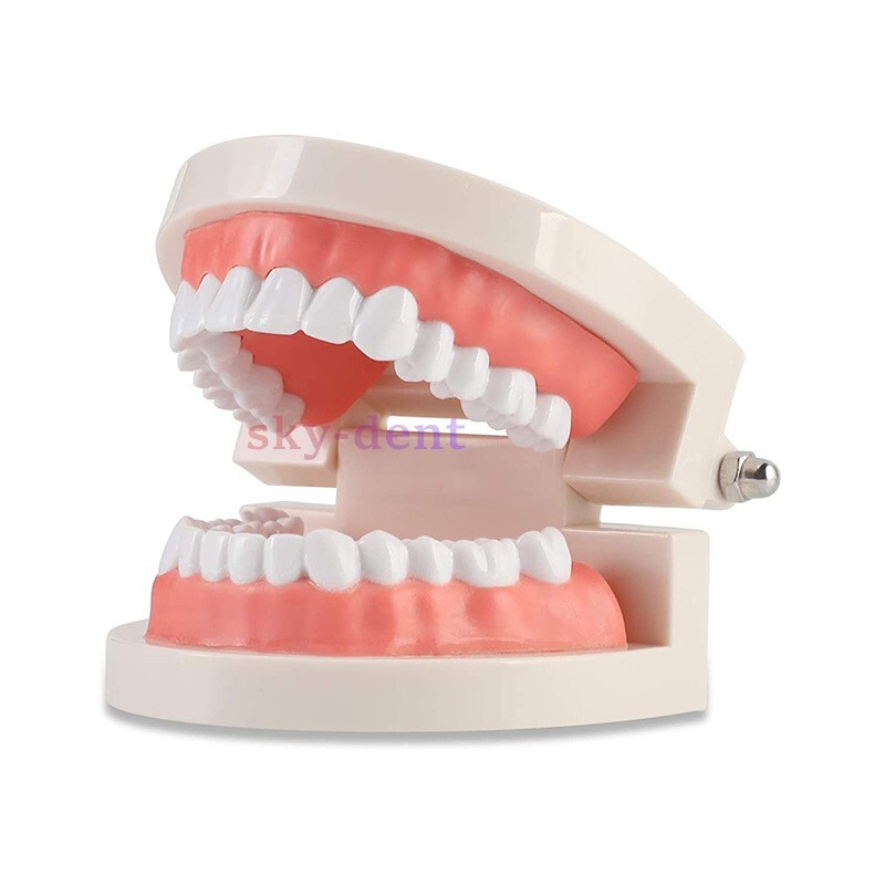 Dental Typodont Teeth Model Ortho Implant Pathological Perio Practice Demo Model