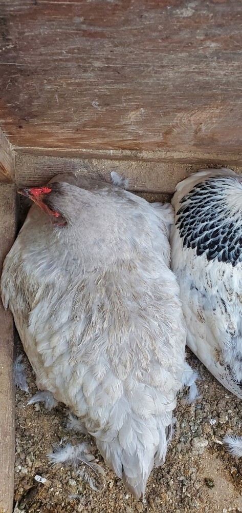 Self Blue Light Columbia Brahma Hatching Eggs 6+