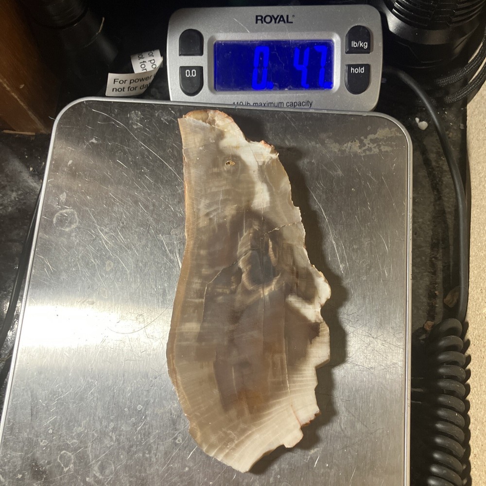 Agatized Petrified Wood Slab