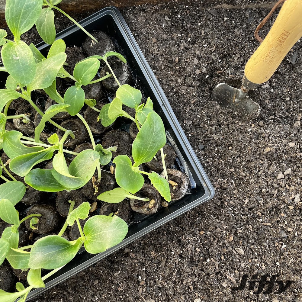 Greenhouse Seed Starter Kit with Peat Pellets