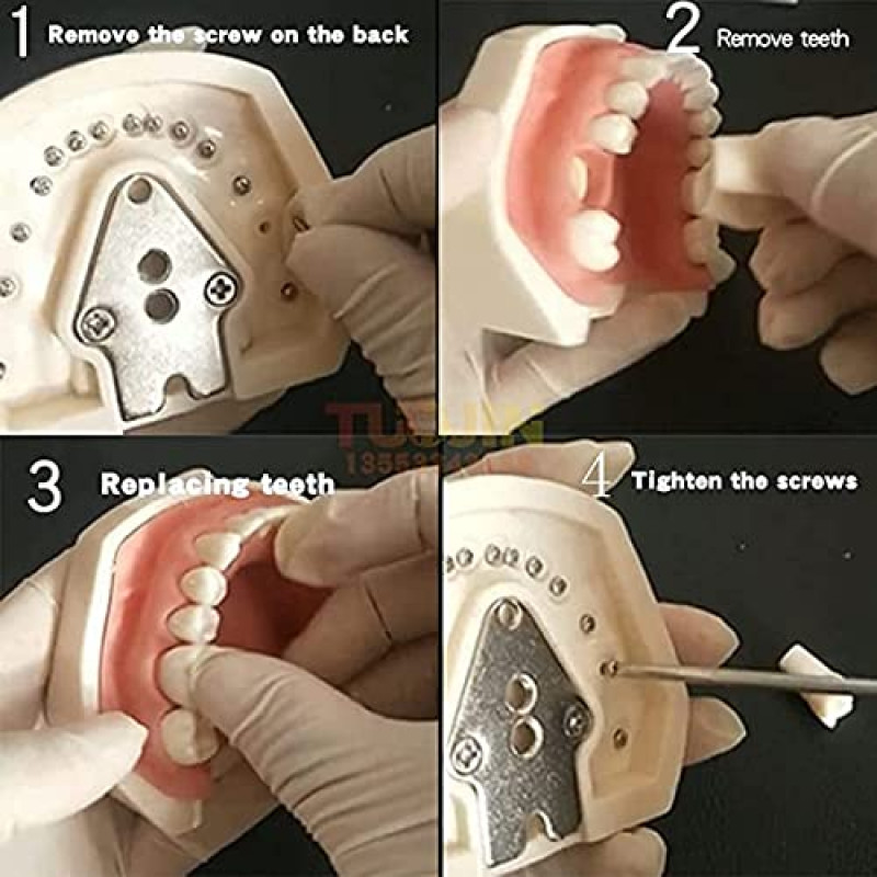 US Head Model for Dental Schools Lab Training Education Practical Demonstration
