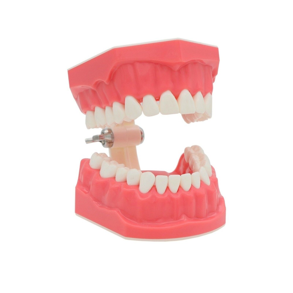 1:1 Dental Teach Study Typodont Teeth Model With Metal Ceramic Brackets Tubes