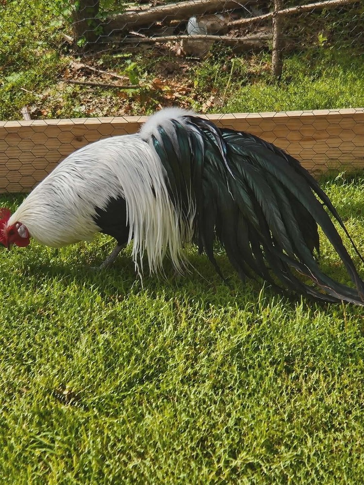 6+ Pure Silver Phoenix longtail Chicken hatching eggs L@@K!