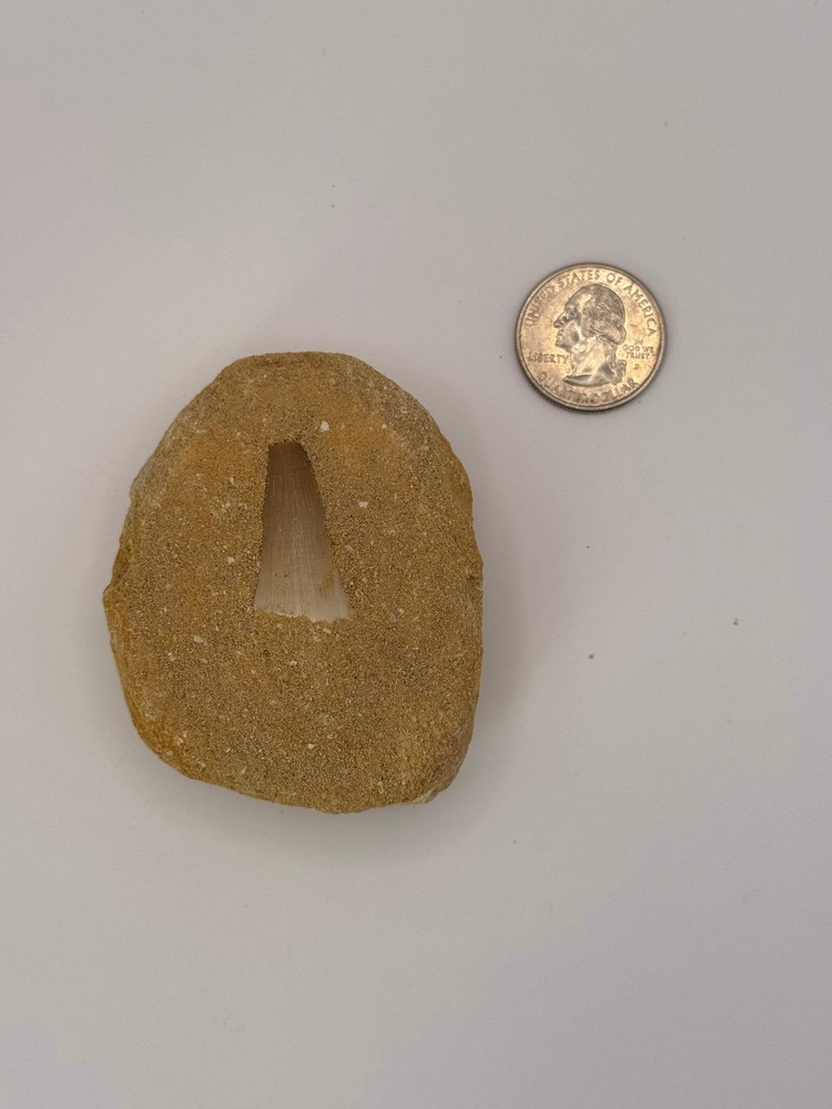 Mosasaur Tooth