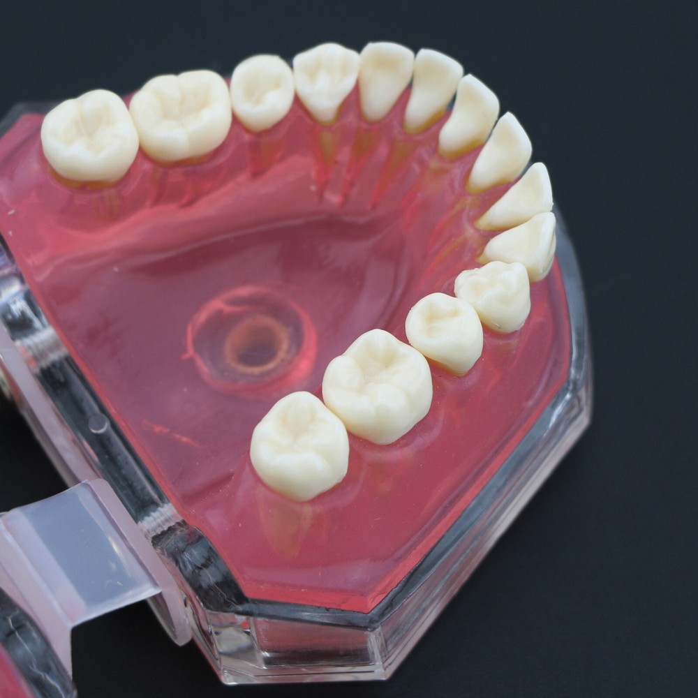 Dental Typodont Practice Study Standard Teeth Model 28 Pcs Removable Teeth M7008