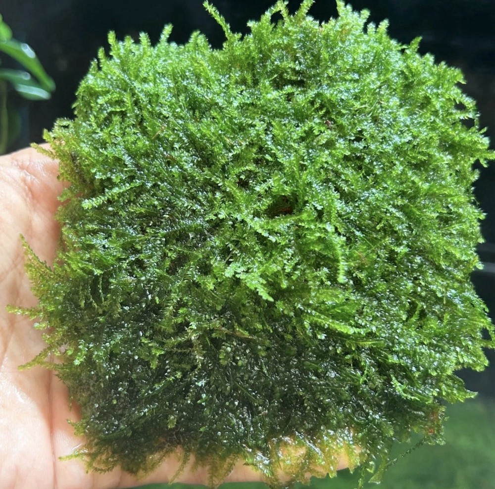 moss live aquarium plants