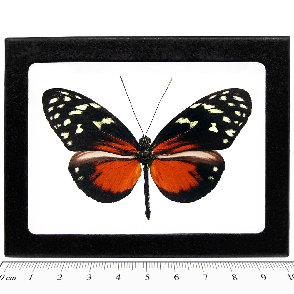 Heliconius hecale orange black butterfly Costa Rica framed