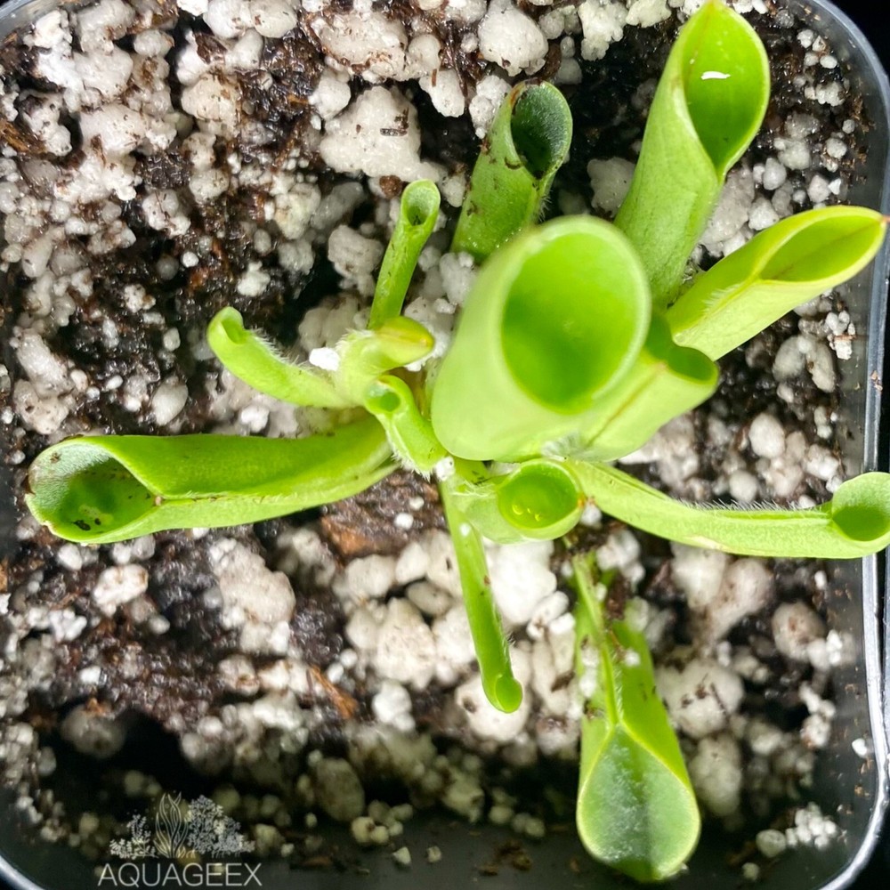 Carnivorous Plants Potting Soil Mix Venus FlyTrap Drosera Pitcher (1/2Gallon)