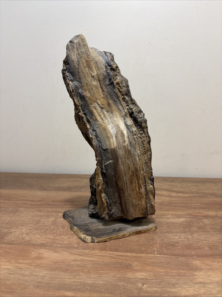 Incredible Black Multicolor Petrified Wood Scholar Stone!