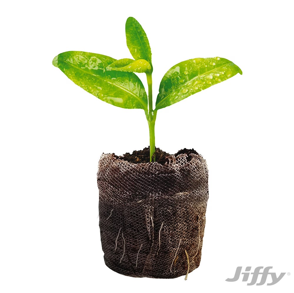 Greenhouse Seed Starter Kit with Peat Pellets