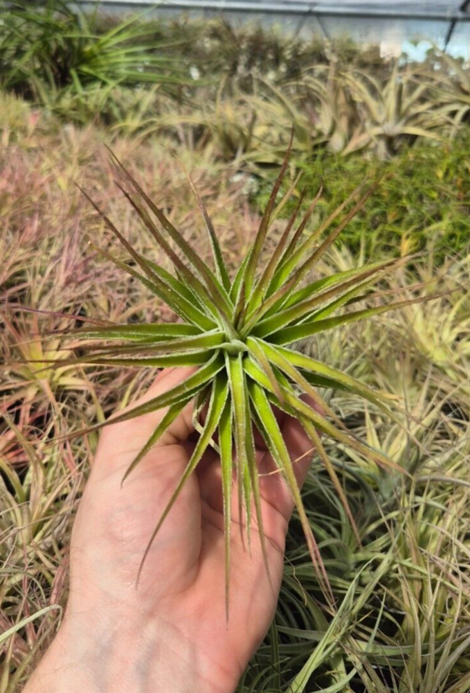 Tillandsia Stricta Inverta