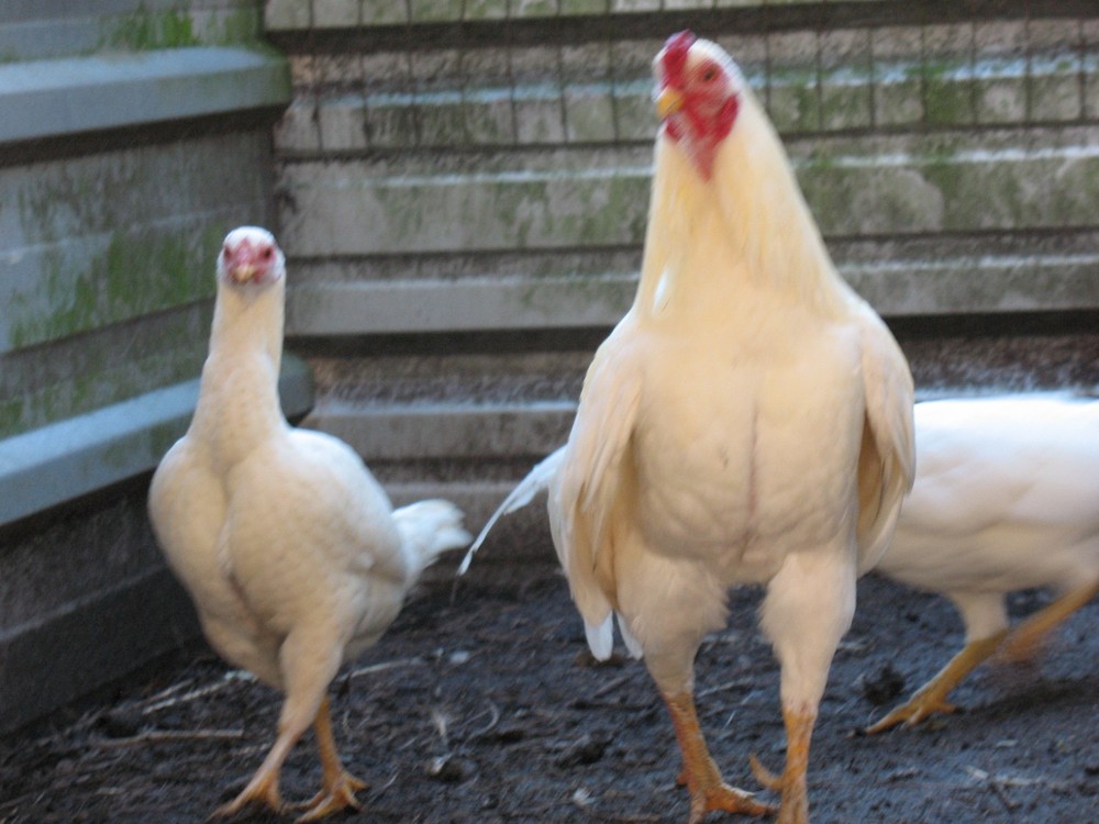 12 ASSORTED WAHL ASIL EGGS