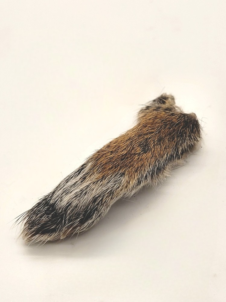 Authentic Squirrel Foot - Excellent Condition - Ethically Sourced