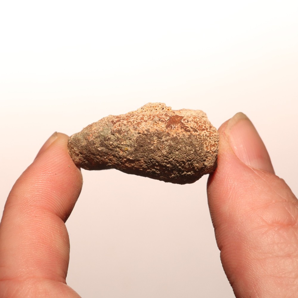 Dinosaur Vertebrae Process Predation Gnaw Bite - Hell Creek Formation Cretaceous