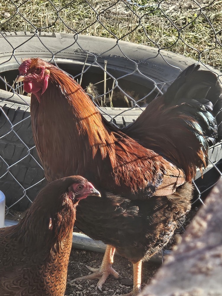 12 + Partridge Chantecler Chicken Hatching Eggs