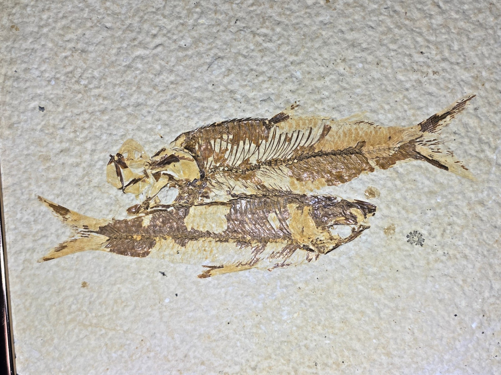 Pre-Owned Framed Knightia Fish Fossils